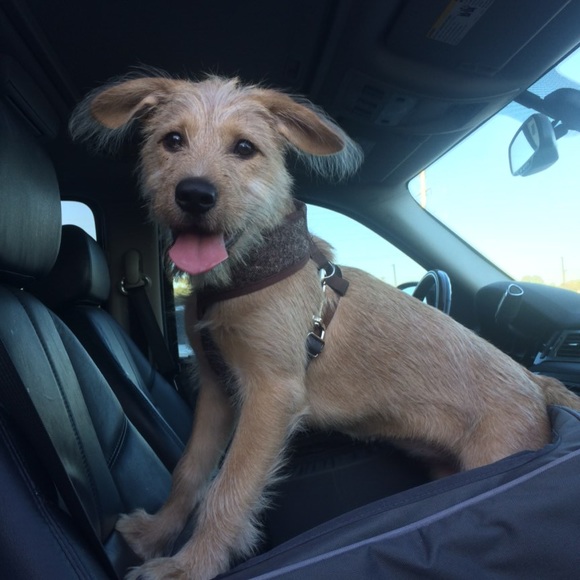 Meet your Posher, Blake - Picture 1 of 1